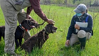 Un épagneul boykinois, avec une tortue-boîte ornée dans sa gueule, attend de pouvoir la remettre au scientifique.