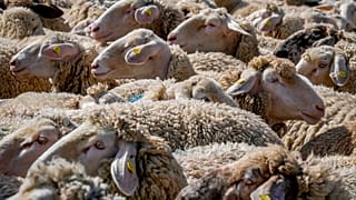 Овечья шерсть в Европе давно почти не востребована, но девать её всё равно куда-то нужно