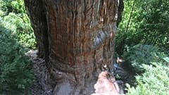 An Alerce (Fitzroya cupressoides) is pictured in a forest at the Alerce Costero National Park in Los Rios, Chile, January 17, 2020. 