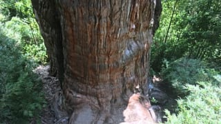 An Alerce (Fitzroya cupressoides) is pictured in a forest at the Alerce Costero National Park in Los Rios, Chile, January 17, 2020.