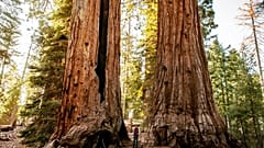 Forêt nationale de Sequoia, Californie, USA