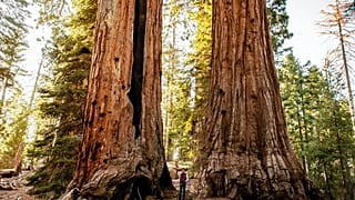 Forêt nationale de Sequoia, Californie, USA