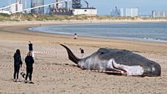 The beached whale is causing a stir amongst locals, but is it all it seems?