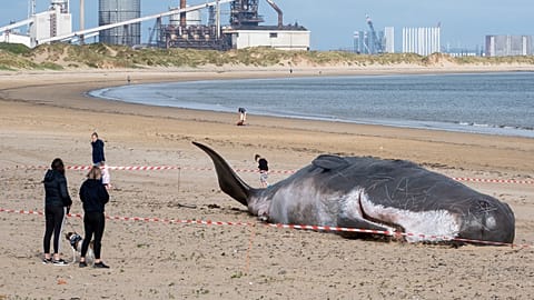 The beached whale is causing a stir amongst locals, but is it all it seems?