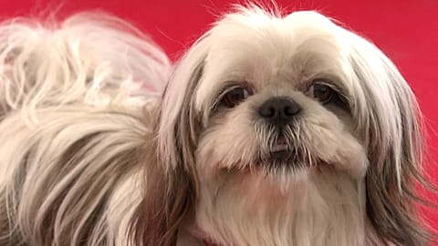A dog on the red carpet at the Cannes festival.