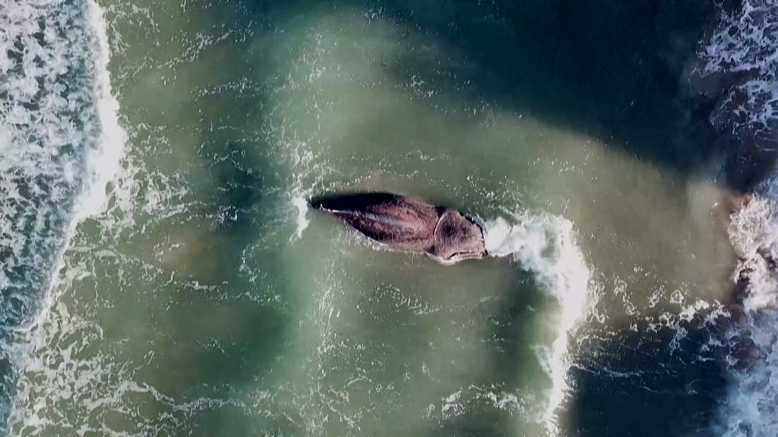 Whale dies off coast of Valencia.