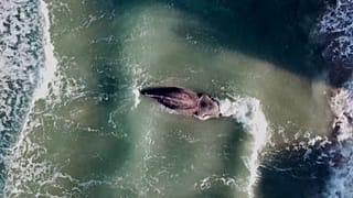 Whale dies off coast of Valencia.