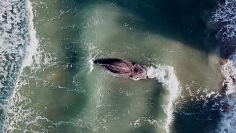 Whale dies off coast of Valencia.