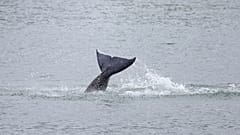 Killer Whale stranded in the Seine