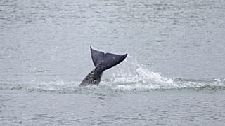 Killer Whale stranded in the Seine