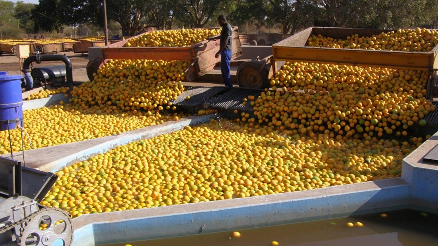 Commercial farmers in the Limpopo Basin 