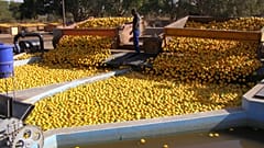 Commercial farmers in the Limpopo Basin 