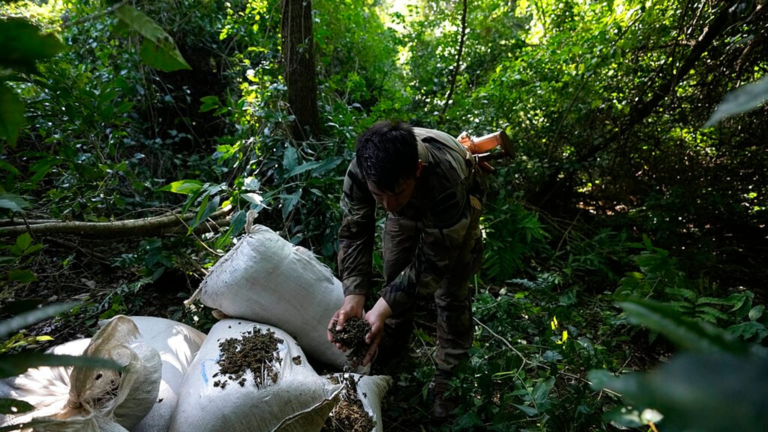 Un oficial de las fuerzas de seguridad de la SENAD paraguaya sostiene marihuana cosechada durante un operativo en el norte de Paraguay, el martes 24 de mayo de 2022