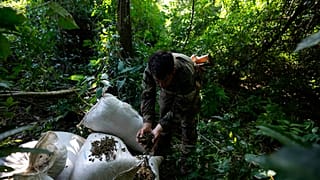 Un oficial de las fuerzas de seguridad de la SENAD paraguaya sostiene marihuana cosechada durante un operativo en el norte de Paraguay, el martes 24 de mayo de 2022