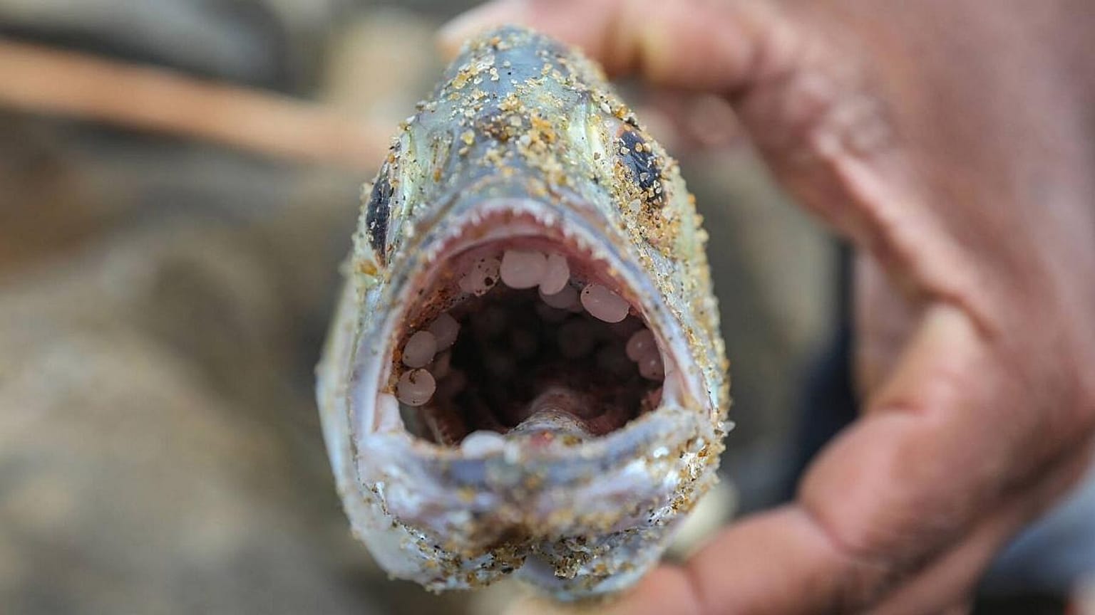 Un poisson meurt à la suite de l'ingestion de nurdles. Au total, plus de 470 tortues, près de 50 dauphins et 8 baleines sont morts, après la marée noire du Sri Lanka.