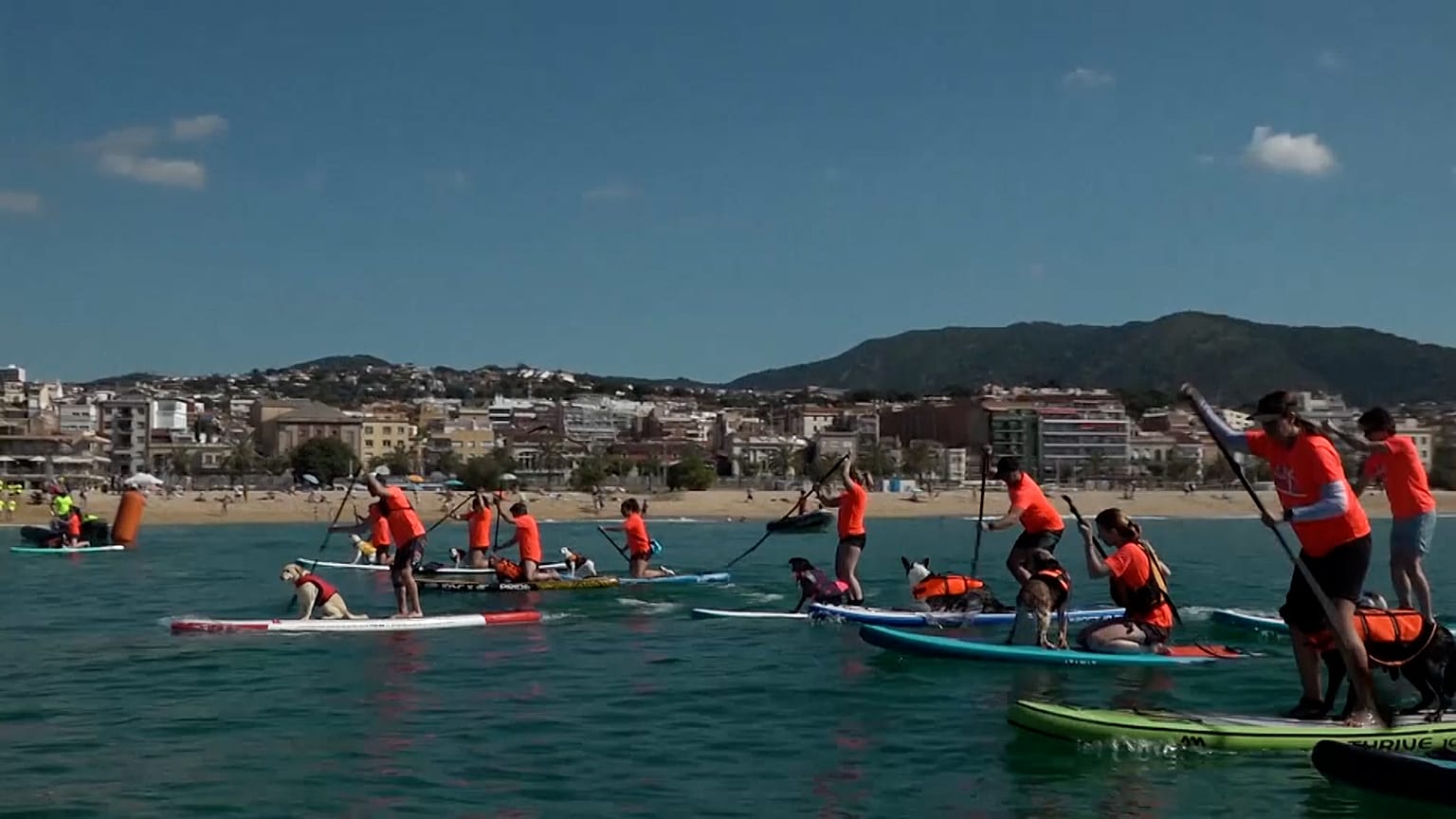 Hunde auf Surfboard