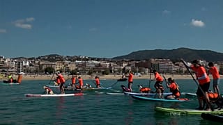 Hunde auf Surfboard