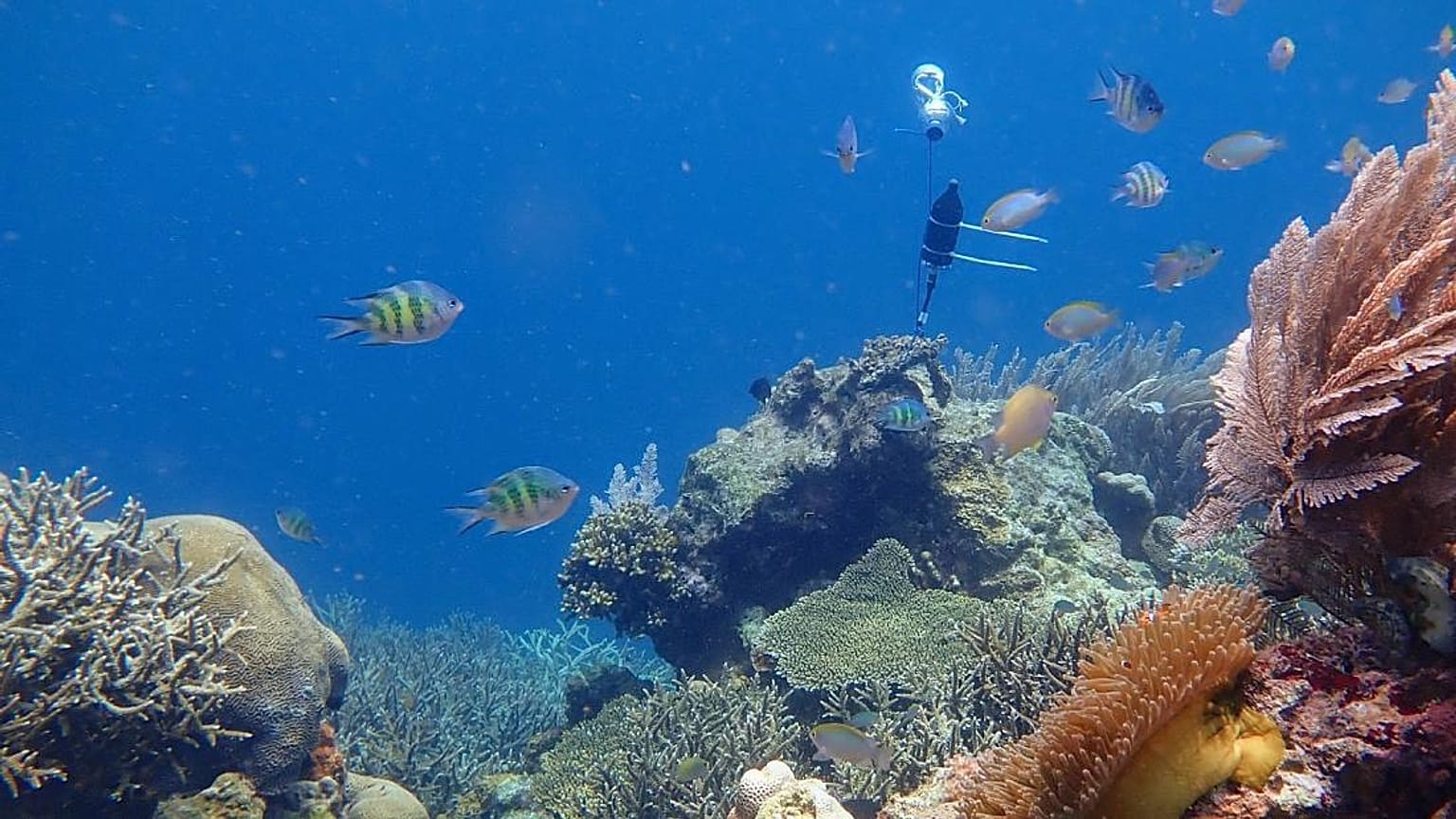 Un idrofono che registra i suoni di una barriera corallina a Sulawesi, in Indonesia