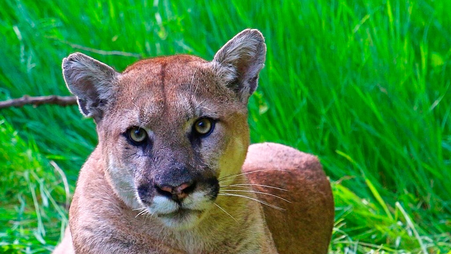 Puma