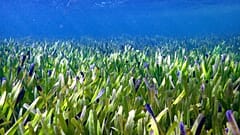 Australian scientists have discovered the world's largest plant