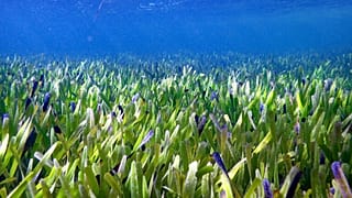Australian scientists have discovered the world's largest plant