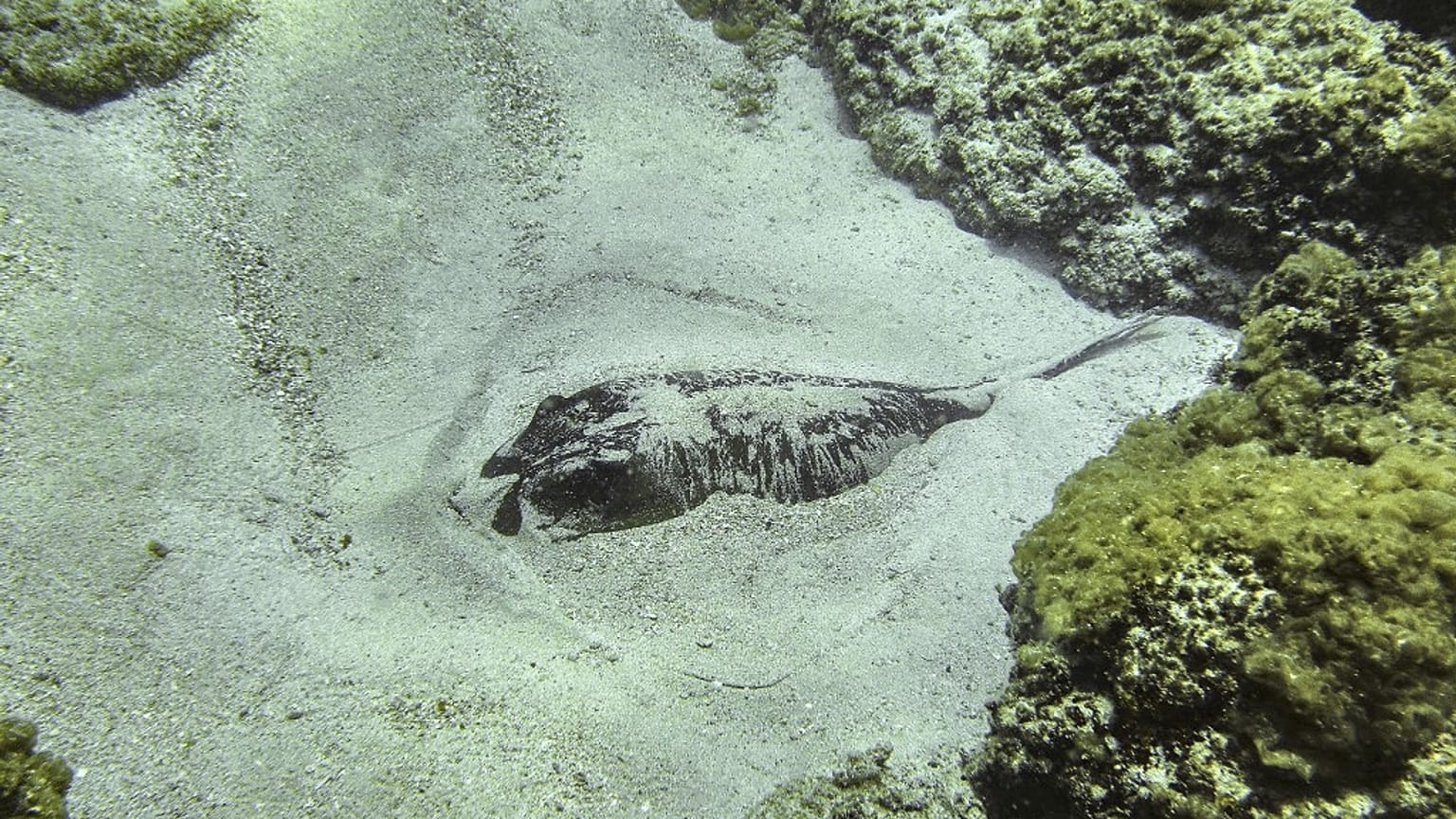 Uma raia esconde-se na areia ao largo da costa do Líbano (foto de arquivo)