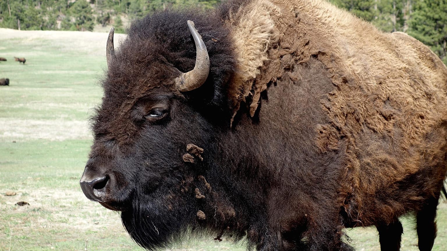 Bison