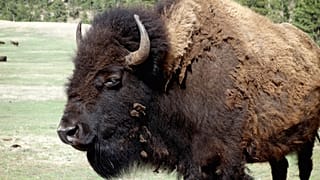 Bison