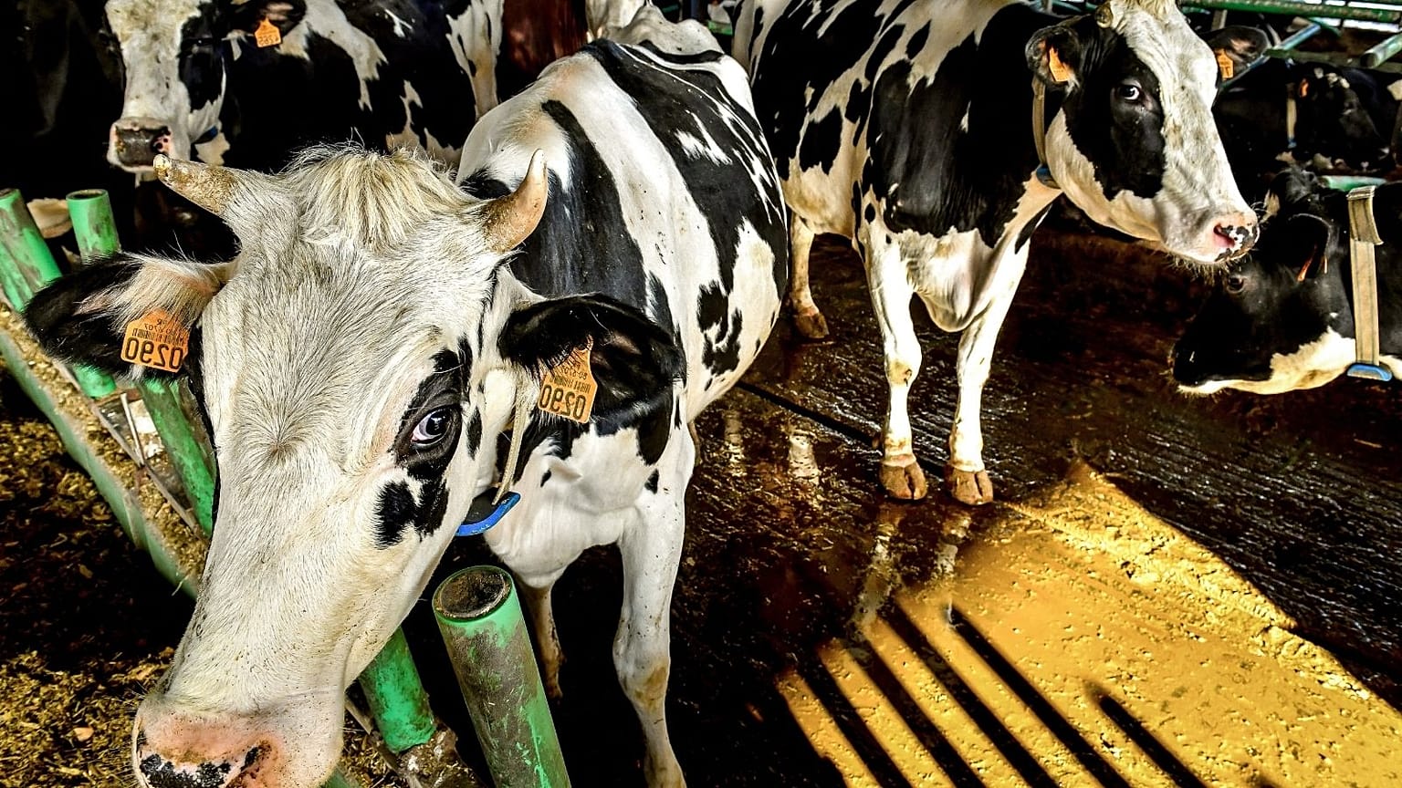 Farming is the world's greatest cause of environmental destruction, claims Monbiot.