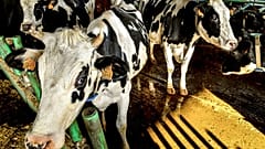 Farming is the world's greatest cause of environmental destruction, claims Monbiot.