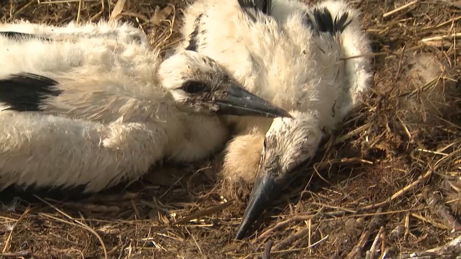 Jungstörche in Planckendael werden beringt