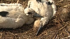 Jungstörche in Planckendael werden beringt