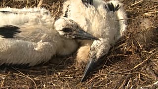 Jungstörche in Planckendael werden beringt