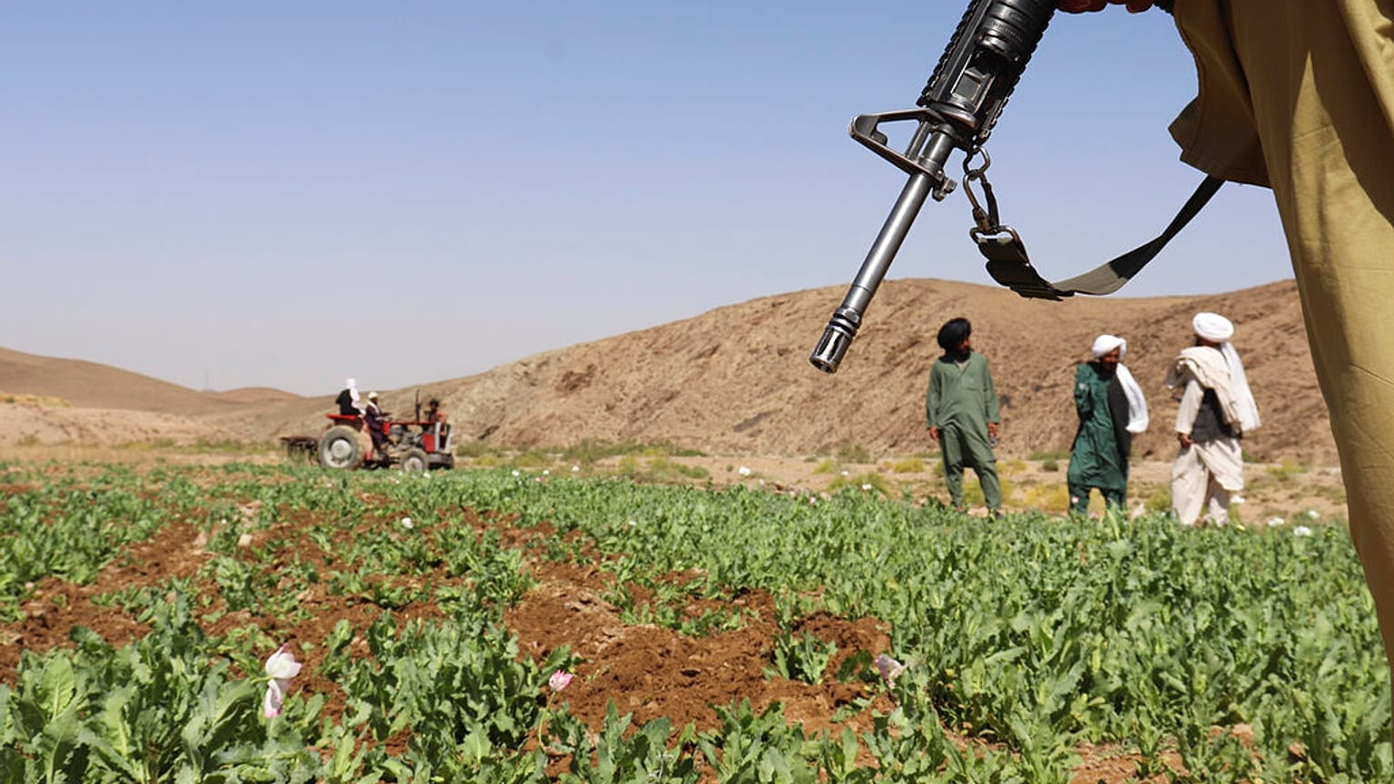 Taliban yetkilileri, ülkenin güneyindeki Helmand kentinde bir haşhaş tarlasını yok ederken 