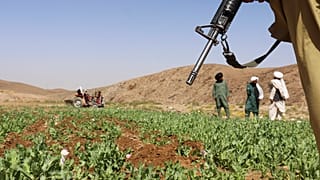 Taliban yetkilileri, ülkenin güneyindeki Helmand kentinde bir haşhaş tarlasını yok ederken 