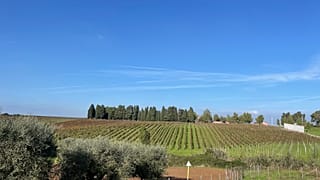 Terreno di viticoltura Murgo