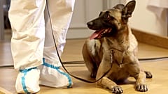 Dogs have been trained to sniff out coronavirus cases since the early stages of the pandemic