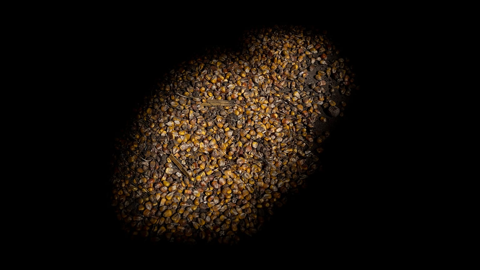 Il grano ucraino
