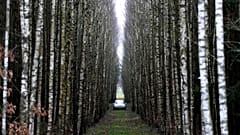 A view of a car parked between birch trees in a forest near Lipsk, Poland, Monday, Nov. 15, 2021.