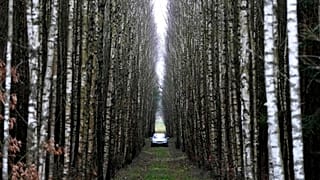 A view of a car parked between birch trees in a forest near Lipsk, Poland, Monday, Nov. 15, 2021.