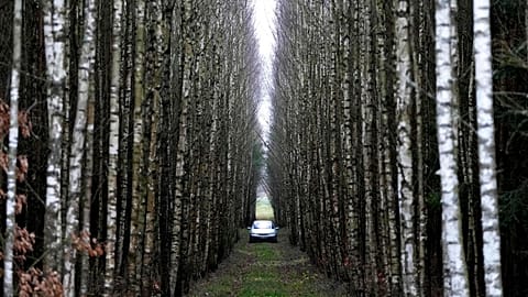 A view of a car parked between birch trees in a forest near Lipsk, Poland, Monday, Nov. 15, 2021.