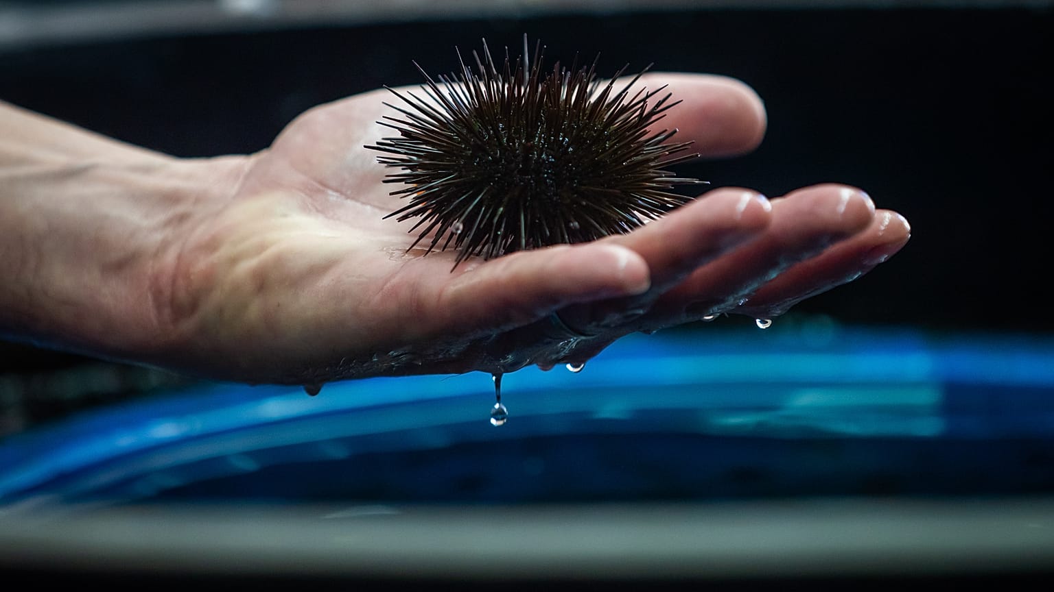 O "trio mortal" das mudanças nos oceanos : aquecimento das águas, acidificação e perda de oxigénio