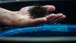 O "trio mortal" das mudanças nos oceanos : aquecimento das águas, acidificação e perda de oxigénio