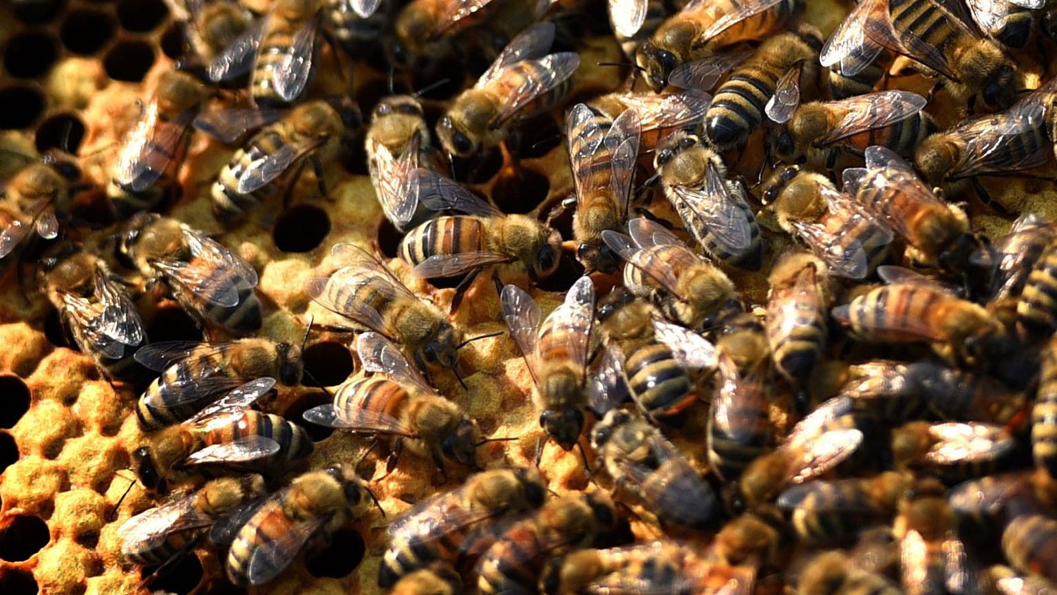 The new variant of deformed wing virus is even deadlier to bees than first thought.