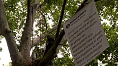 Plátano de duzentos anos onde Thomas Brail acampou, em Champs de Mars, Paris. -