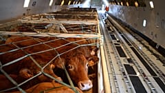 Cows being loaded on to a plane 