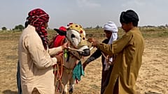 Pakistan