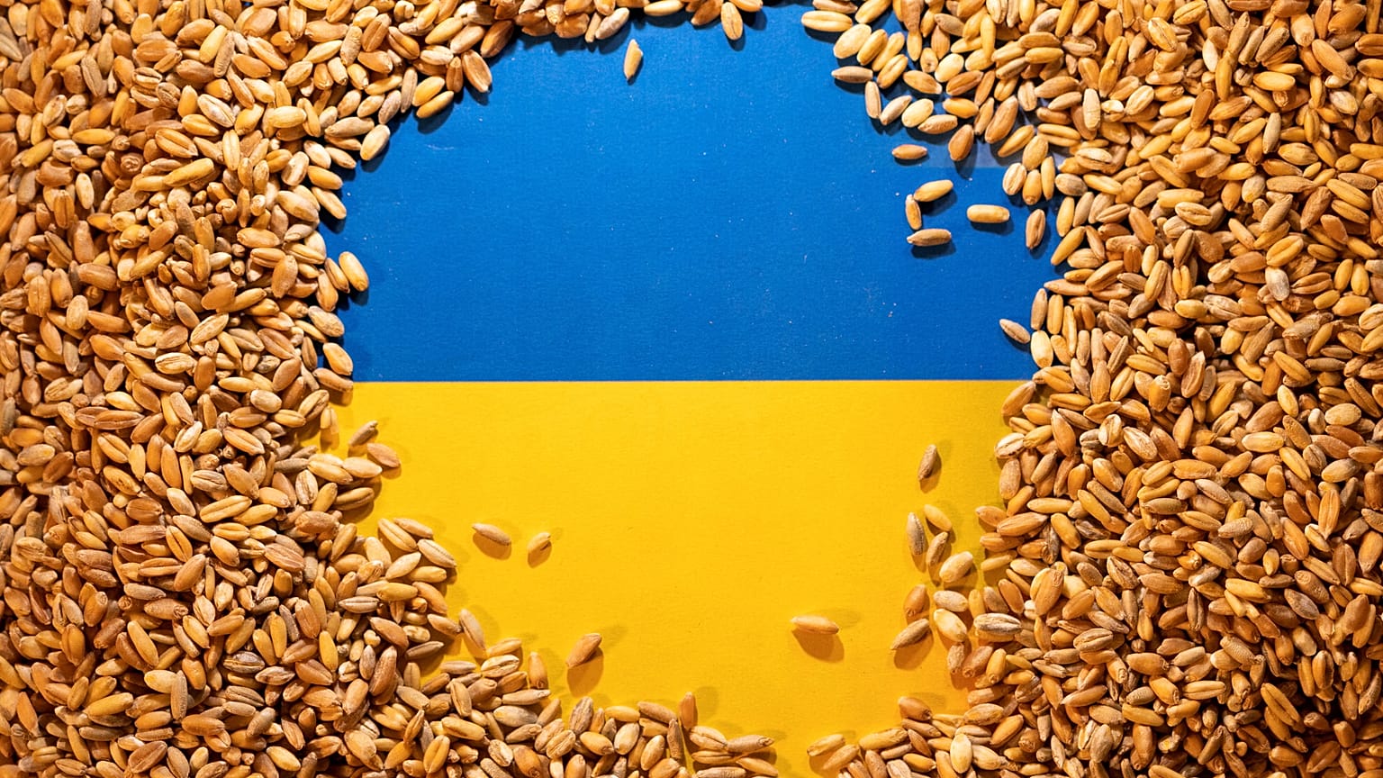 Ukrainian flag is covered with grains in this picture illustration taken May 9, 2022