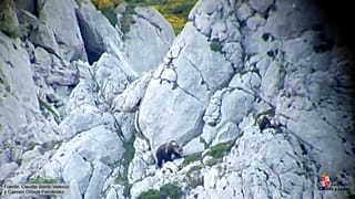 Enfrentamiento de dos osos pardos