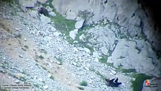 El instante posterior a la pelea en la que ambos osos se despeñan